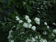 Spiraea trichocarpa