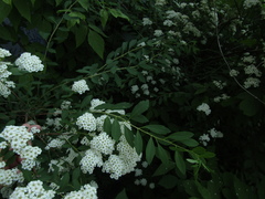 Spiraea trichocarpa