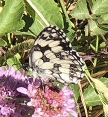 Melanargia galathea