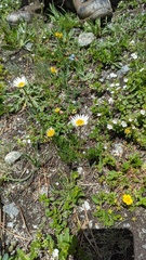 Tripleurospermum caucasicum