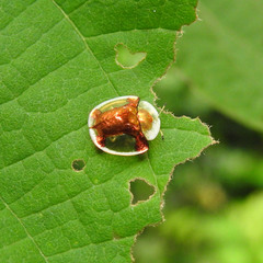 Aspidimorpha sanctaecrucis