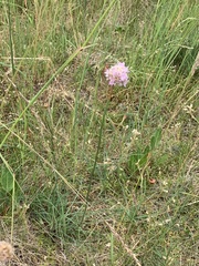 Armeria maritima