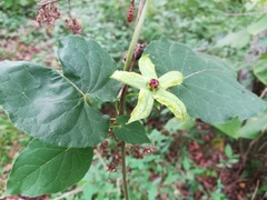 Gonolobus erianthus