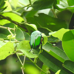 Heterorrhina elegans