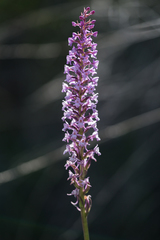 Gymnadenia densiflora