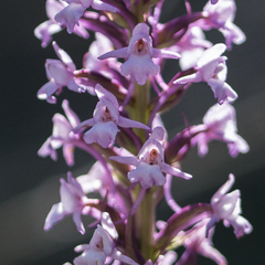 Gymnadenia densiflora
