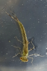 Erythromma najas