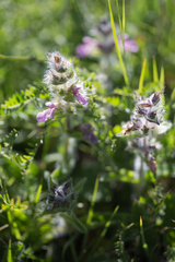 Stachys heraclea