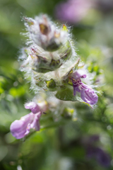 Stachys heraclea