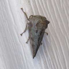 Glossonotus acuminatus