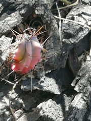 Myrtillocactus geometrizans