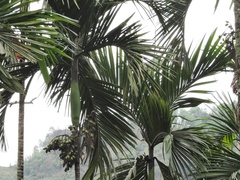 Areca catechu