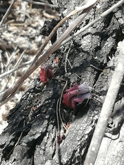 Myrtillocactus geometrizans