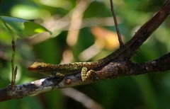 Anolis oculatus