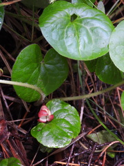 Asarum lemmonii