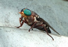 Tabanus americanus