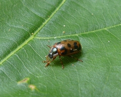 Chrysomela mainensis