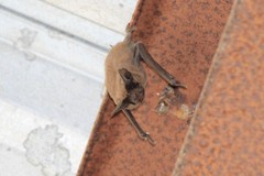 Tadarida brasiliensis