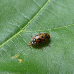 Chrysomela mainensis