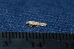 Mompha stellella