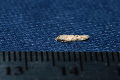 Mompha stellella