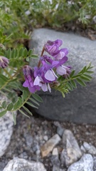 Vicia sosnowskyi