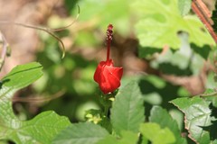 Malvaviscus arboreus