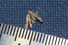 Mompha stellella