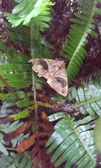 Bastilla joviana