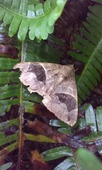 Bastilla joviana