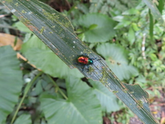 Platycorynus sauteri
