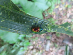 Platycorynus sauteri