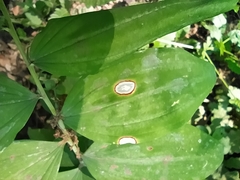 Phyllosticta convallariae