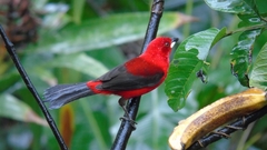 Ramphocelus bresilius