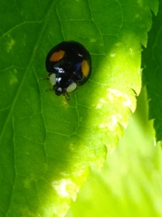 Harmonia axyridis