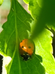 Coccinella septempunctata