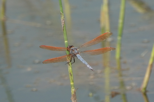 Purple Skimmer photo 4