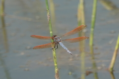 Libellula jesseana