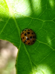 Harmonia axyridis