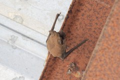 Tadarida brasiliensis