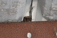 Tadarida brasiliensis