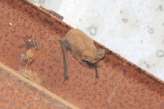 Tadarida brasiliensis