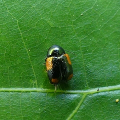 Cryptocephalus notatus