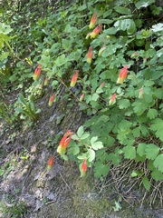 Aquilegia elegantula