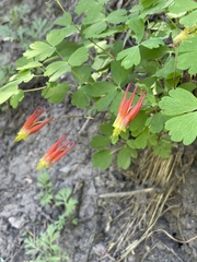 Aquilegia elegantula