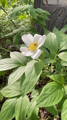Paeonia lactiflora