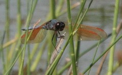 Libellula jesseana
