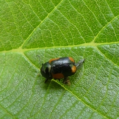 Cryptocephalus notatus