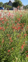Anisacanthus