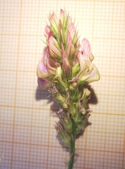 Onobrychis supina
